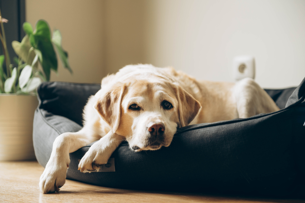 Best trampoline hot sale dog bed