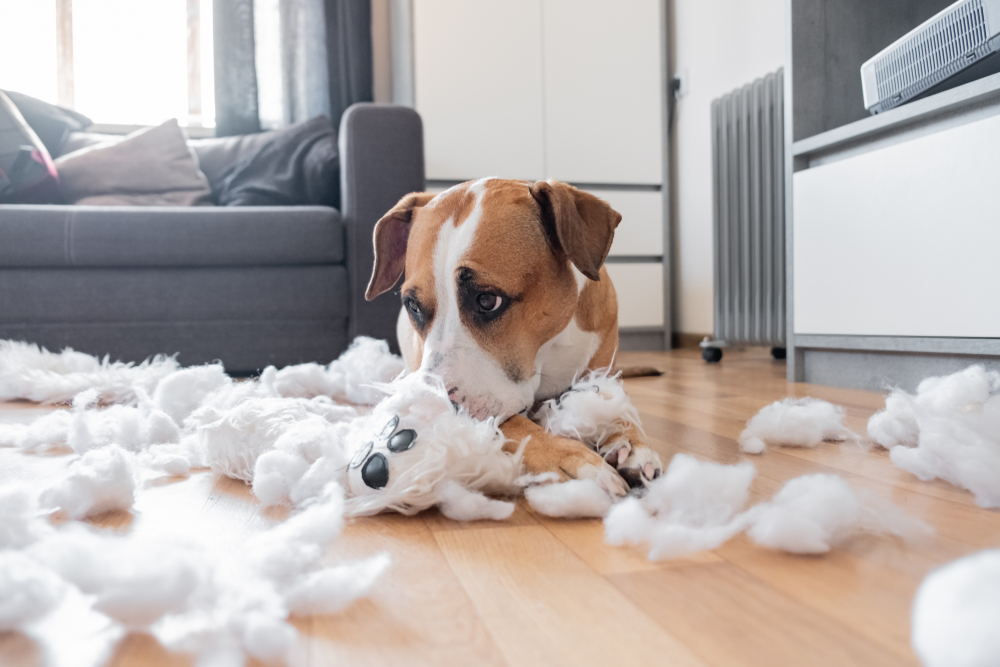 Stop dog from tearing up bed sale