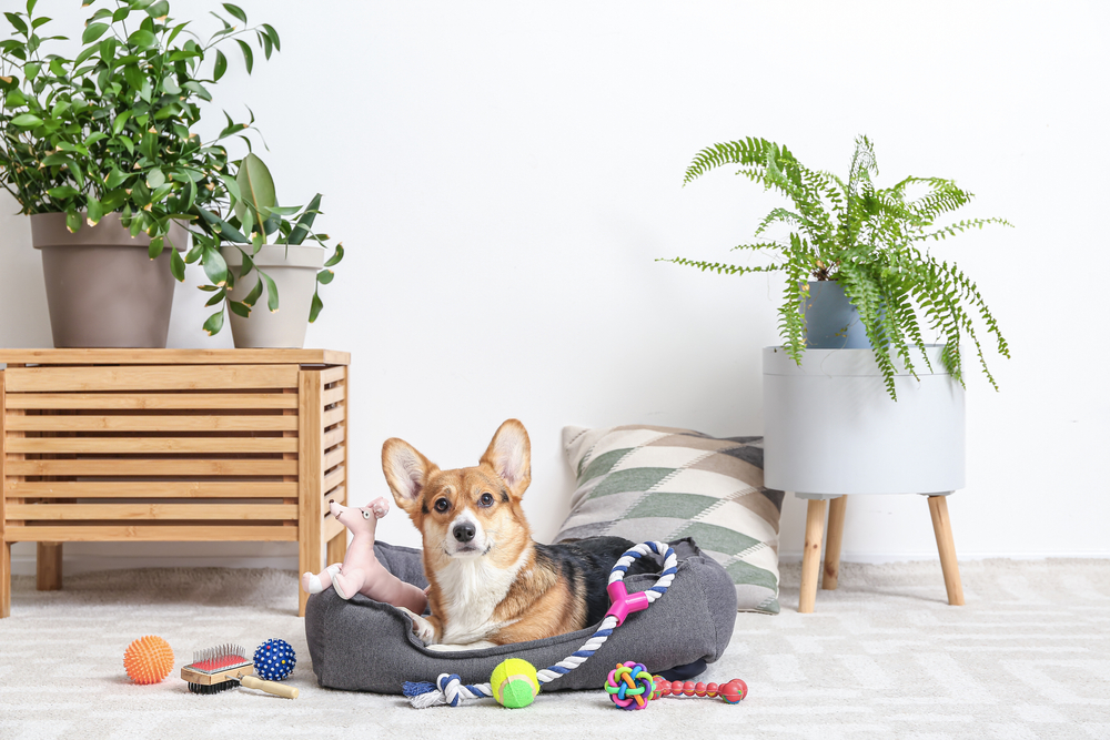 Best unchewable best sale dog bed