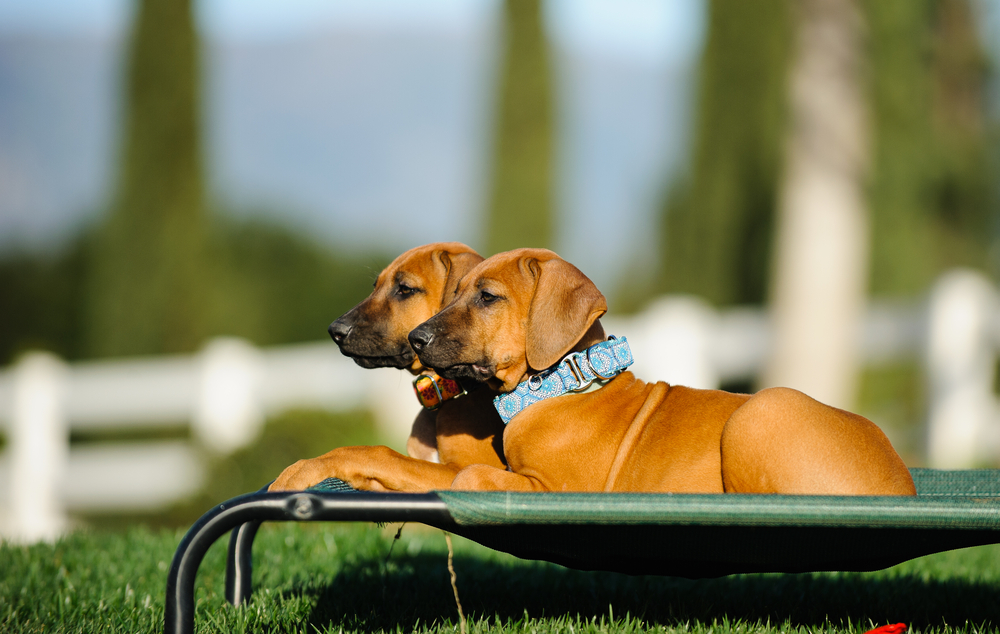 do dogs like elevated beds