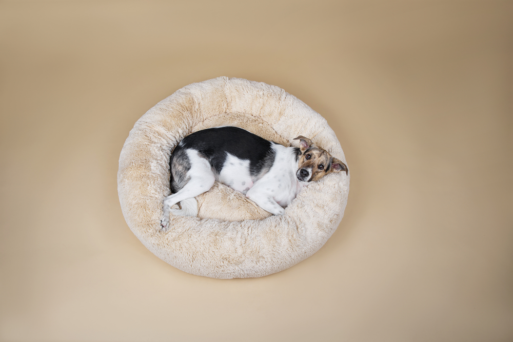 Budget store dog beds