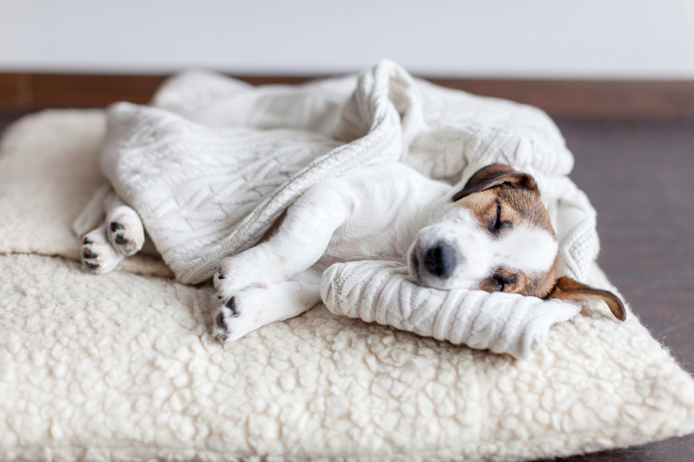 The Pros & Cons of Letting Your Dog Sleep in Bed with You