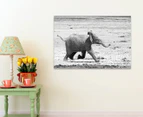 Baby Elephant 75x50cm Canvas Wall Art