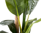 Cooper & Co. Artificial 180cm Banana Tree - Green