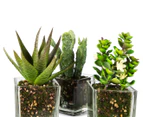 Set of 3 Artificial 16x7cm Succulents in Glass Vase - Green