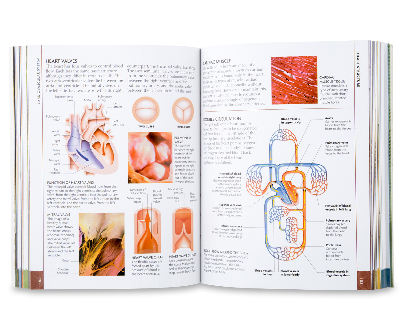 DK The Concise Human Body Book Catch Com Au