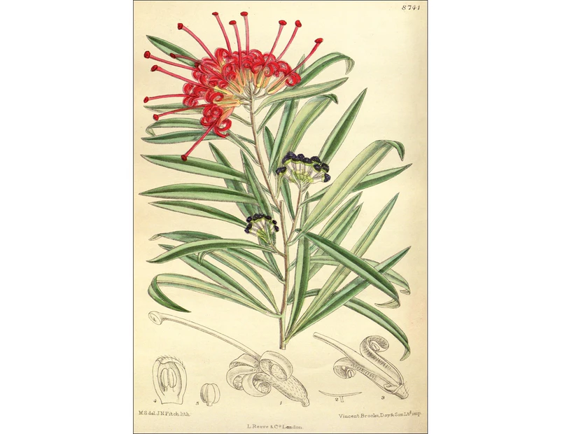 Red Grevillea botanical illustration Wall Canvas Print
