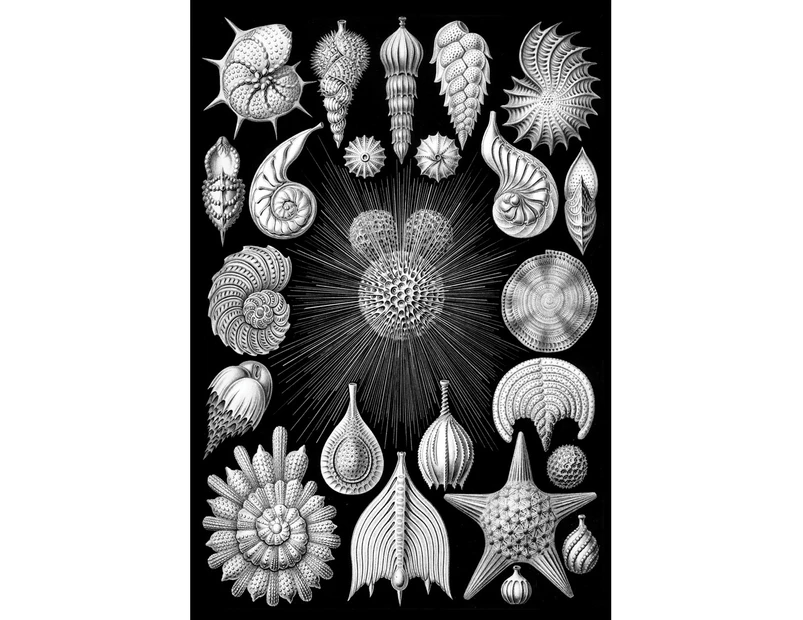 Ernst Haeckel - Thalamphora Wall Canvas Print