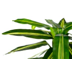 Botanica 90cm Artificial Dracaena Plant - Green