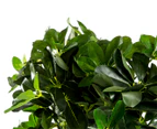 Botanica 90cm Artificial Schefflera Plant - Green