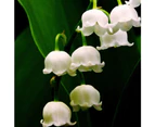 Lily Of The Valley Scented Candle Melts x 2 Clam Packs 150hr