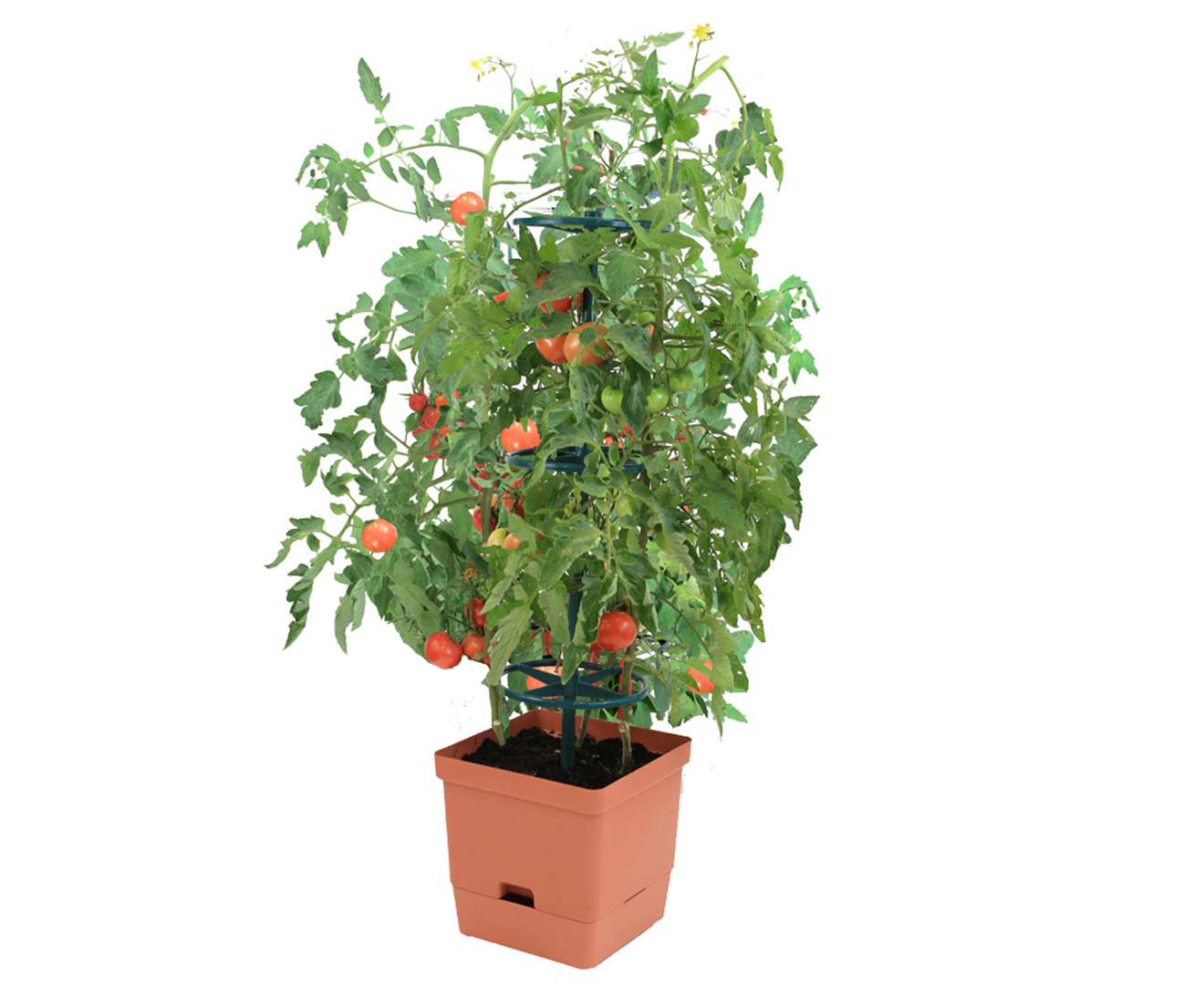 Moss Products 3 Ring Tomato Tower | Catch.co.nz