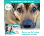 DNA Collection Kit for Dog Breed Identification DNA Test