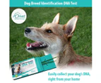 DNA Collection Kit for Dog Breed Identification DNA Test
