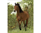 750GSM Queen Size Bed Mink Blanket Throw Rug Horse 200x240cm 4.5kg Soft Thick & Warm