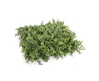Artificial Portable Hedge UV Stabalised - 100cm x 55cm - Deluxe Buxus