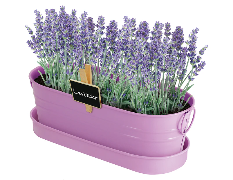 Boutique Garden Grow Your Own Windowsill Lavender Kit