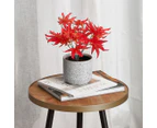 Cooper & Co. 24cm Red Maple Artificial Potted Plant