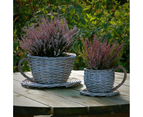 Set of 2 Willow Teacup Planters | M&W 2