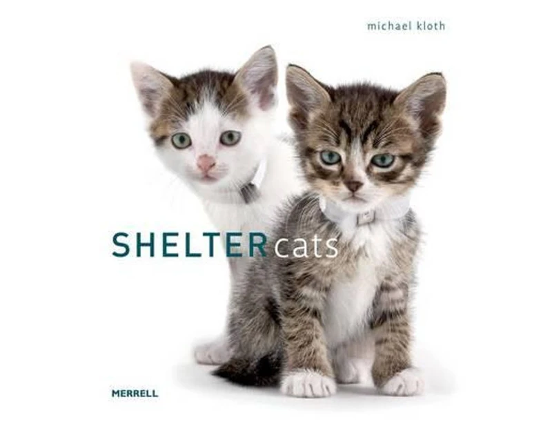 Shelter Cats