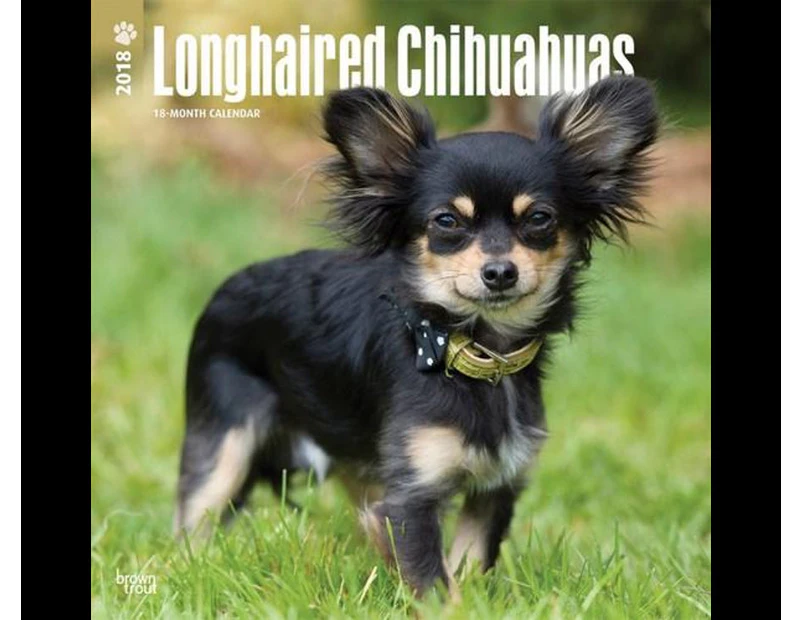 Longhaired Chihuahuas - Calendar 2018 : 2018 Wall Calendar