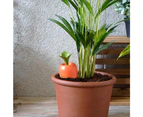 Care-It Carrot Plant Self-Watering Device