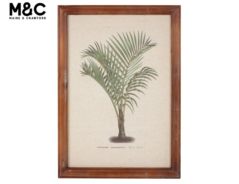 Maine & Crawford 52x38cm Vintage Hyophorbe Palm Wall Art