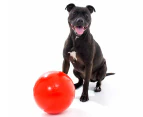 Aussie Dog 240mm Staffie Ball - Red