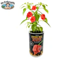 Mr. Fothergill's Seeds Carolina Reaper Chilli All-In-One Grow Kit