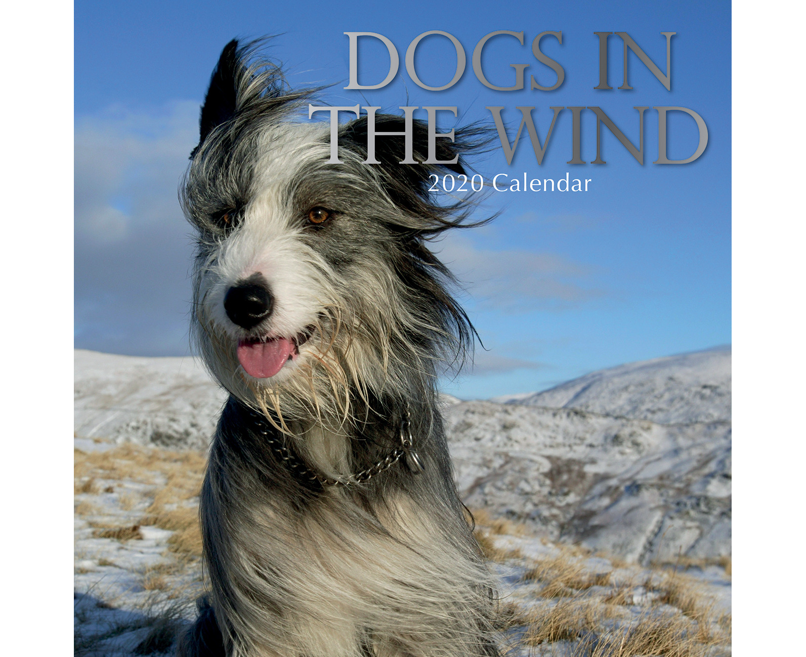 Dogs in the Wind 2020 Premium Square Pets Wall Calendar 16 Months New