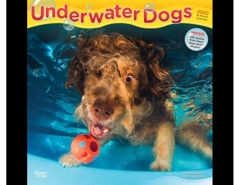 Underwater Dogs - 2020 Wall Calendar