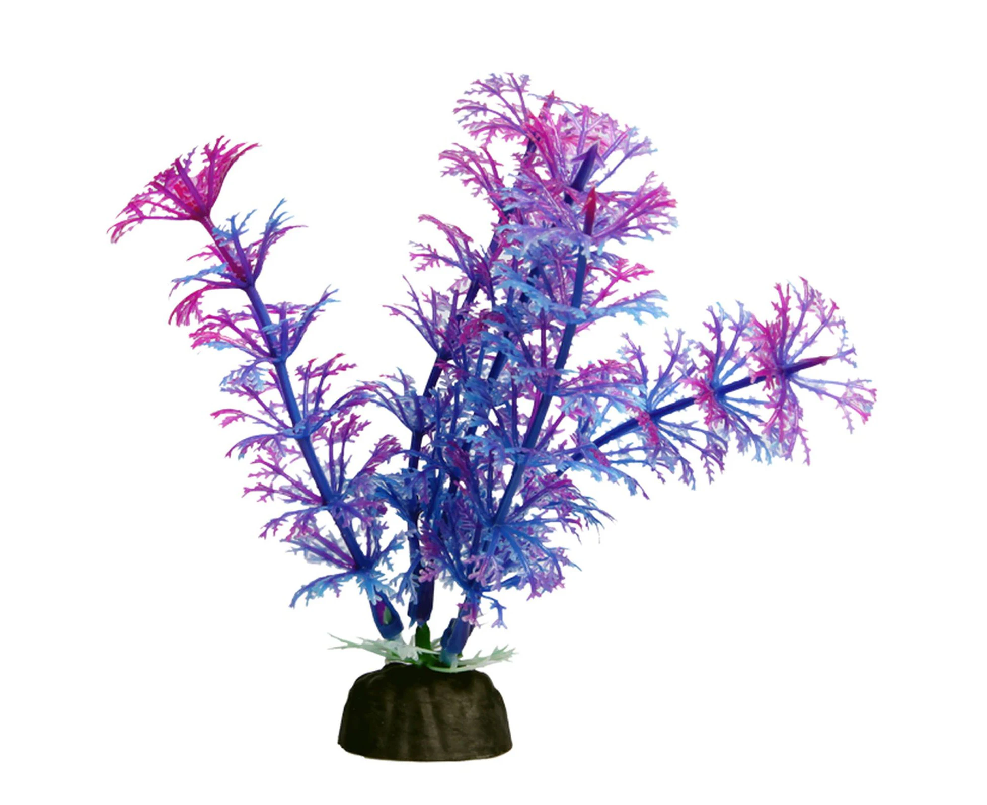 Bettascape Betta Ambulia Purple 14cm Tall Aquarium Plant Fish Tank Aqua One