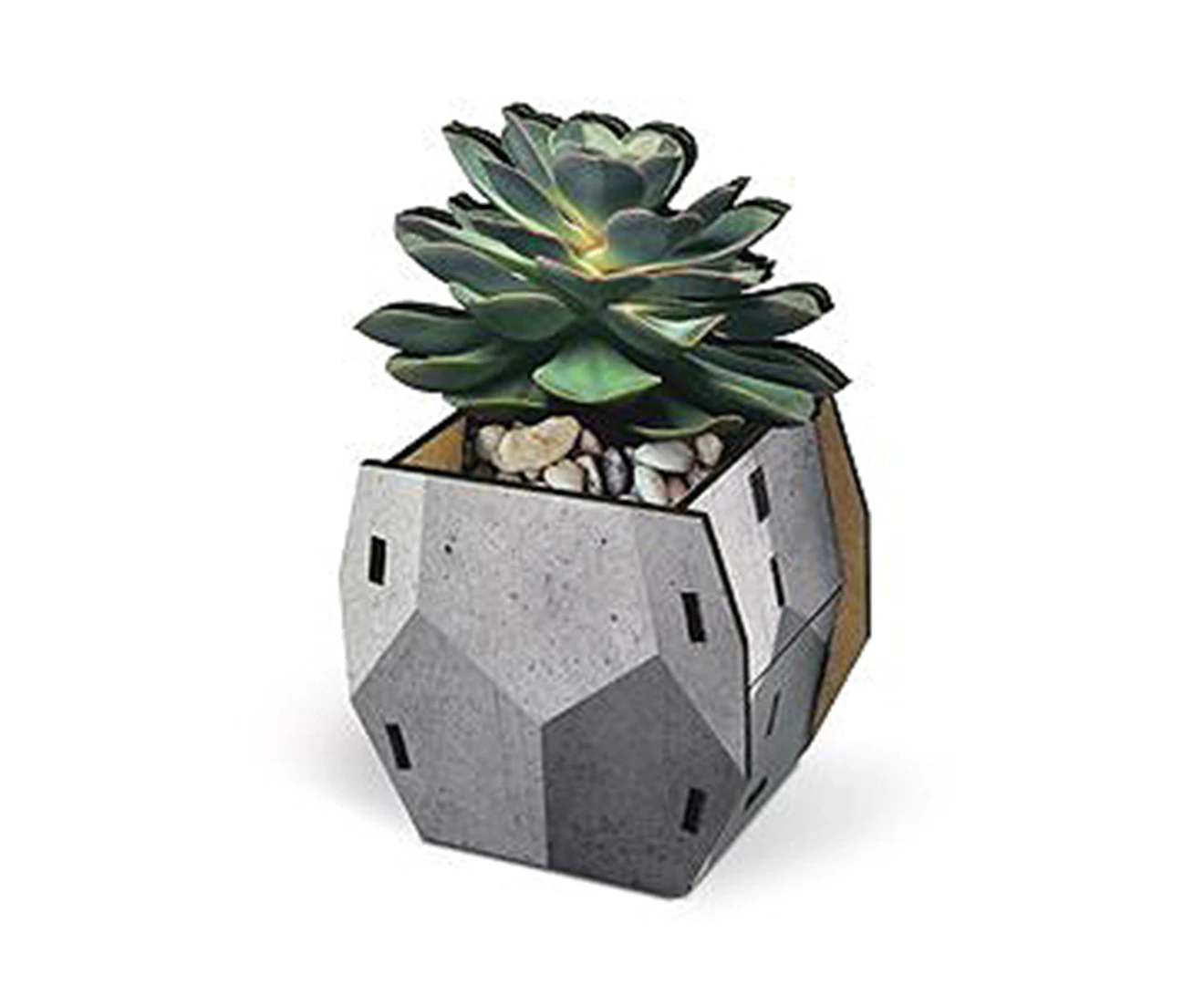 Fred Pop Plants Pencil Holder - Echeveria