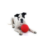 Aussie Dog Mitch Tough Rubber Dog Ball - Hard Red