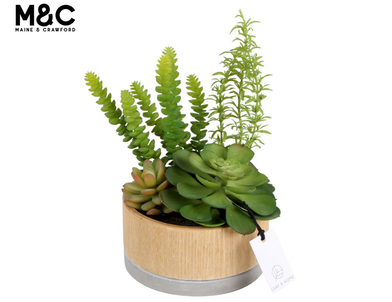 Maine & Crawford 16cm Sensei Succulents In Hex Pot