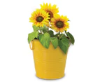 Mr. Fothergills Sunflower Tin Grow Kit