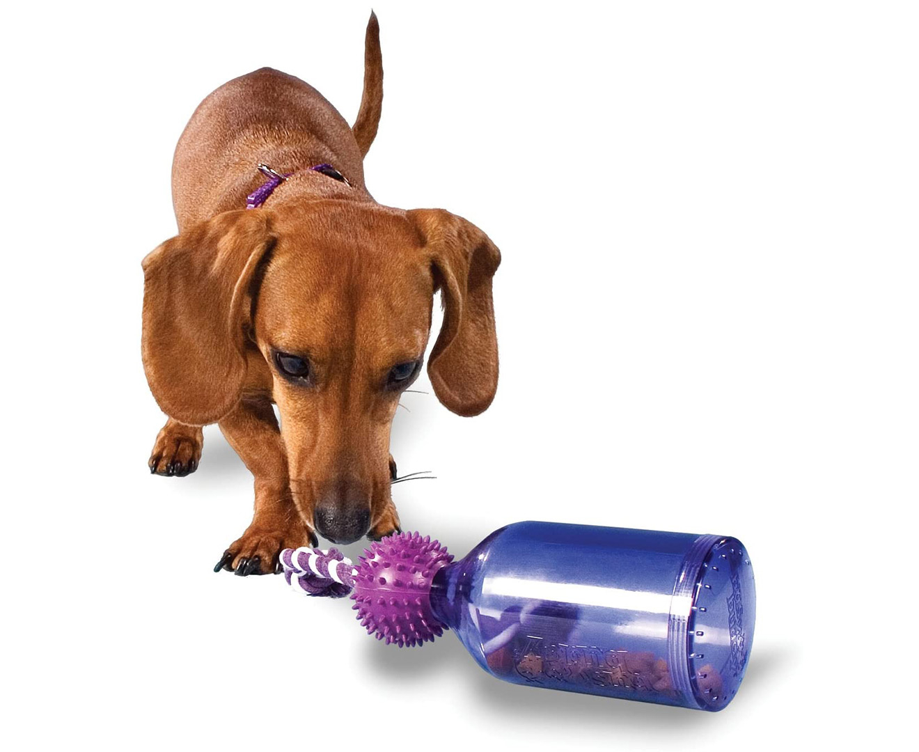 petsafe tug a jug