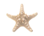 11cm Large 5pce Horn Starfish Bleached White Nautical Theme with Beach Look