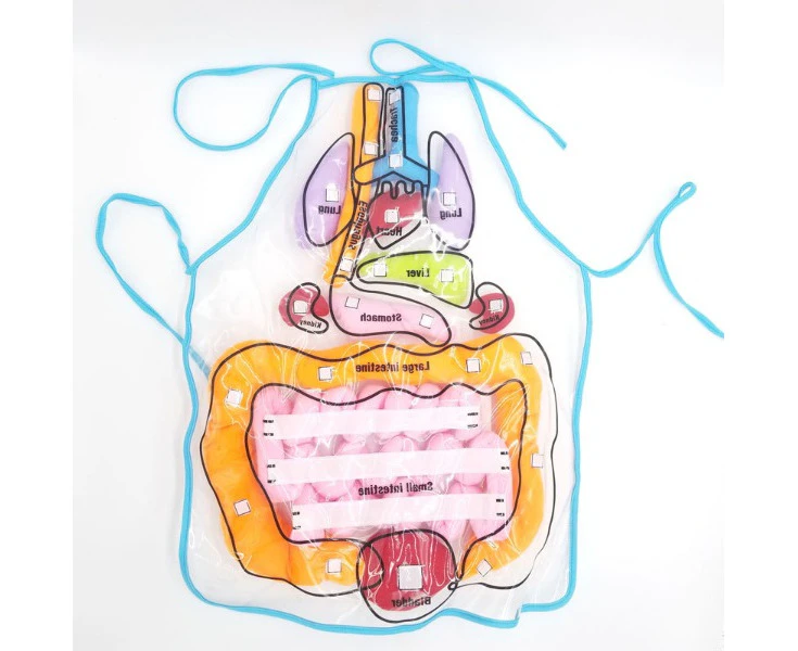 Human Digestive System Apron