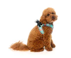 Fuzzyard Dog Step In Harness Premium Quality Slip On Summer Punch 6 Sizes