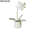 Rogue 17x8x30cm Butterfly Orchid In Smooth Pot - White/Cream