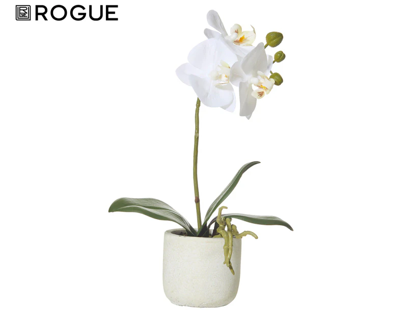 Rogue 17x8x30cm Butterfly Orchid In Smooth Pot - White/Cream