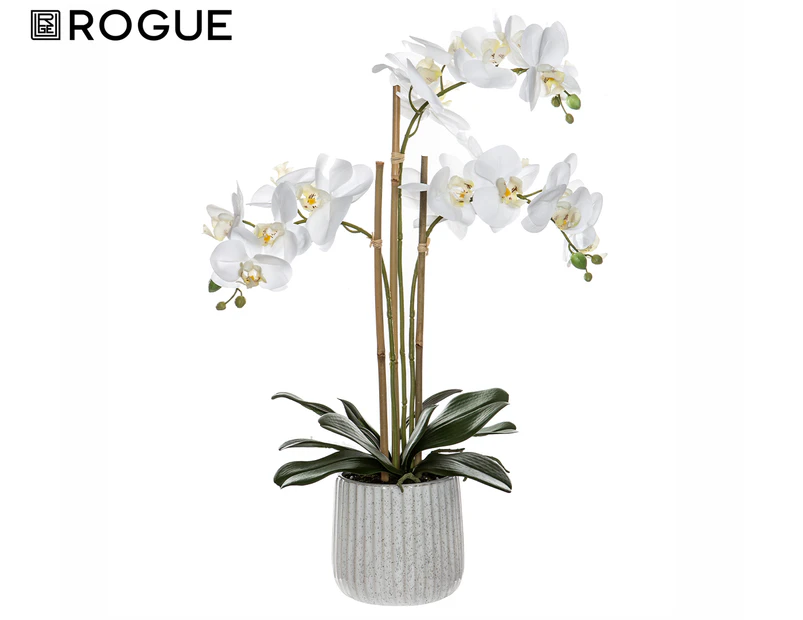 Rogue 45x30x60cm Butterfly Orchid In Ceramic Pot - White/Cream
