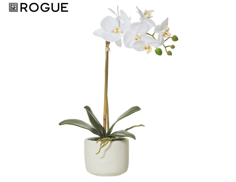 Rogue 25x10x45cm Butterfly Orchid In Smooth Pot - White/Cream