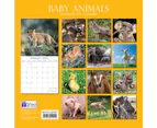 2021 Baby Animals Square Wall Calendar Pictures Adorable Piglets Cubs Fledglings