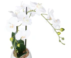 Anko by Kmart 54cm Orchid in White Pot
