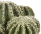 Cooper & Co. 25cm Cactus Artificial Plant w/ Basket