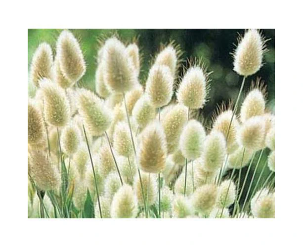 Boondie Seeds Lagurus Ovatus - Hare's Tail or Bunnys Tails seeds