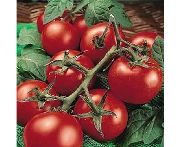 Boondie Seeds TOMATO Moneymaker seeds