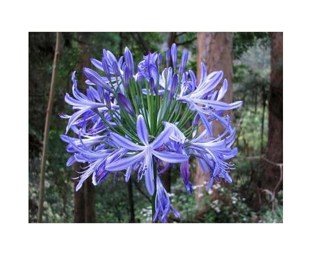 Boondie Seeds AGAPANTHUS 'Australian Blue' perennial flower seeds